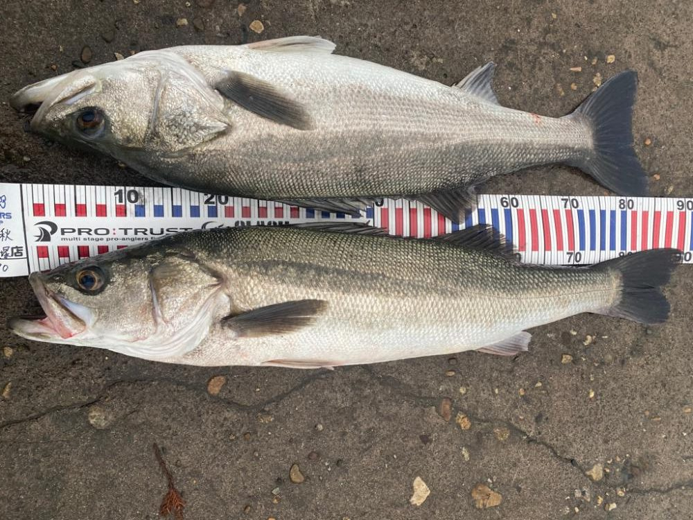 ランカーシーバス連続と良型のアオリ