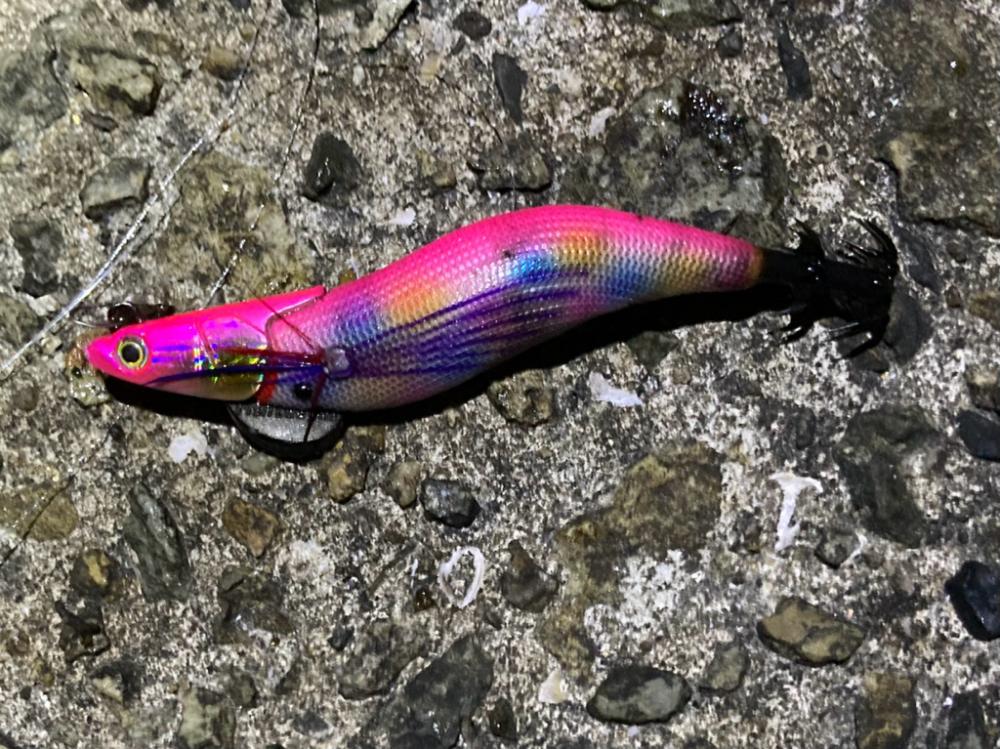 明石でエギング