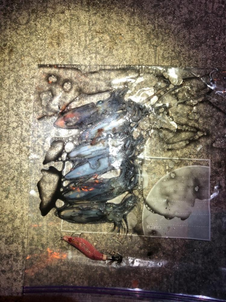 【姫路エリア】今年初のヒイカエギング