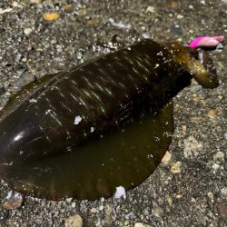 満潮潮止まりの夕まづめに