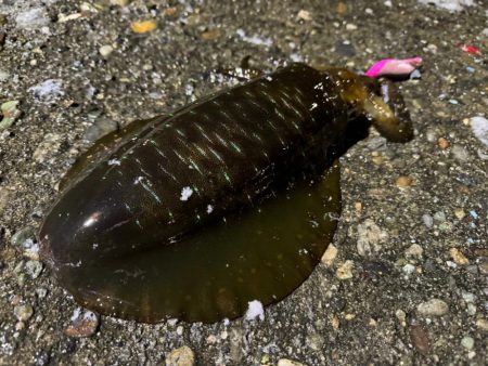 満潮潮止まりの夕まづめに