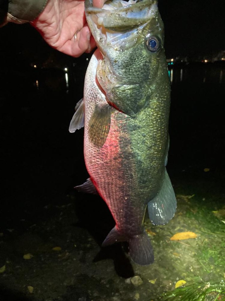 ミドストの季節