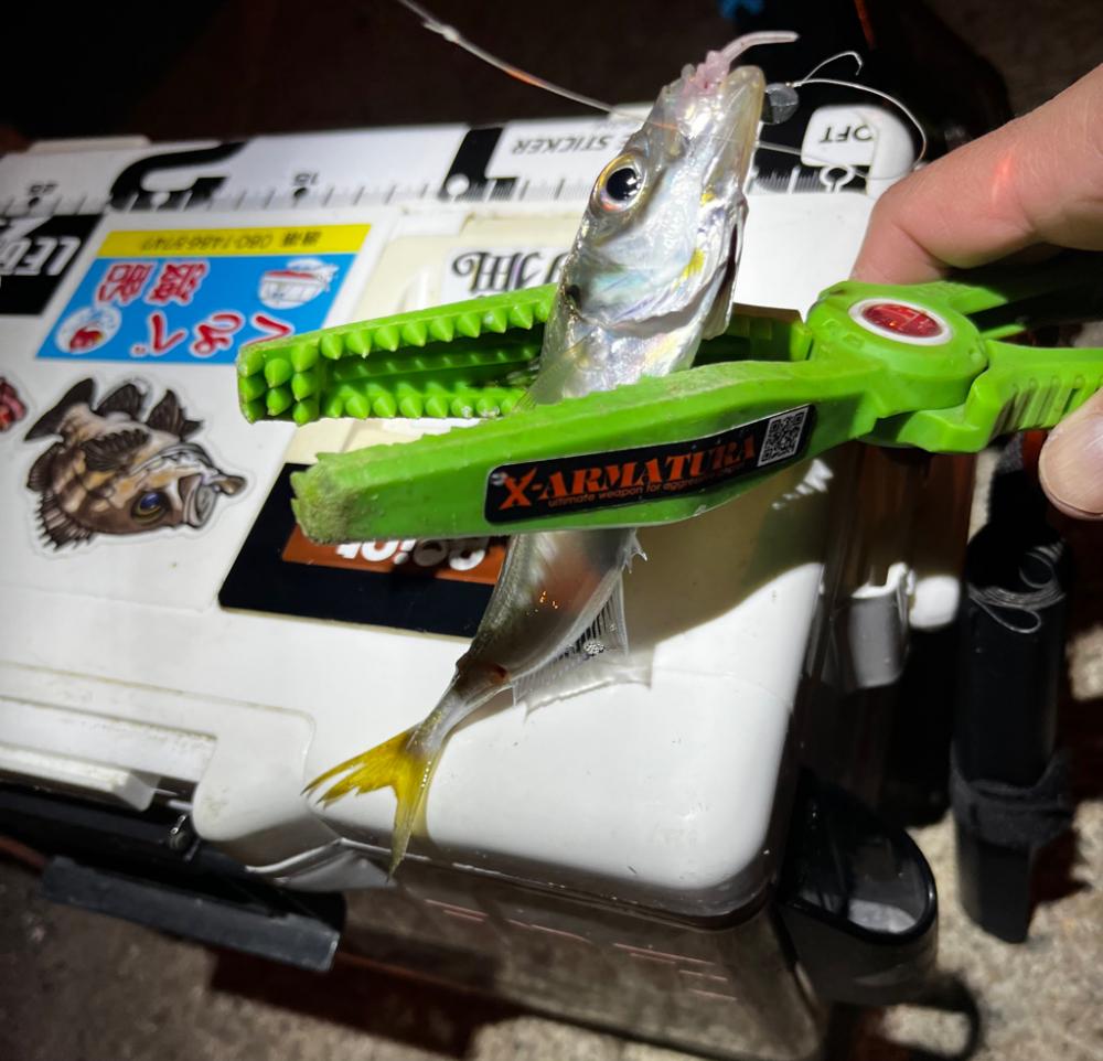 数釣りアジング>* ))))><