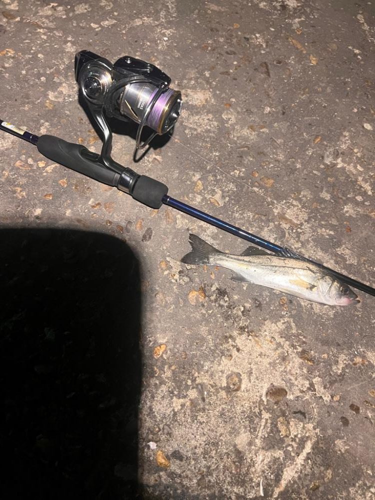 アジングは不発も