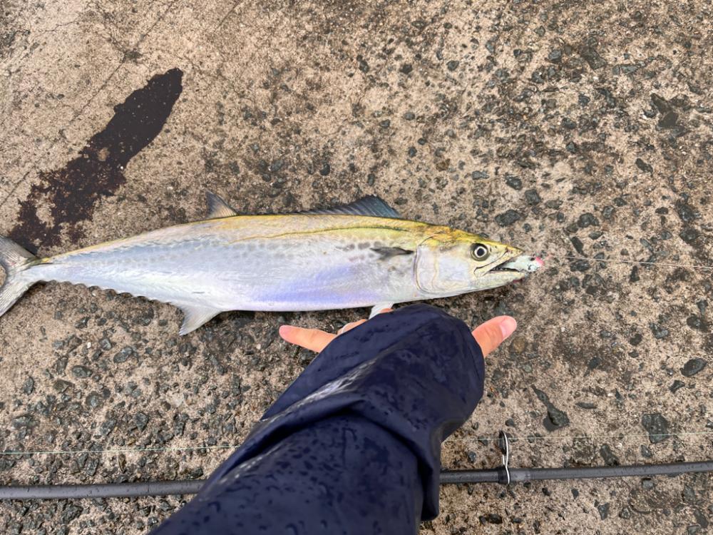 マイクロベイトパターン攻略できず