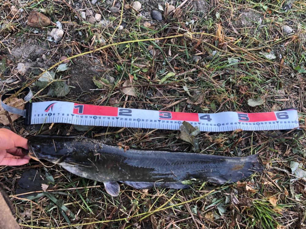 バス釣りという名のナマズ釣り