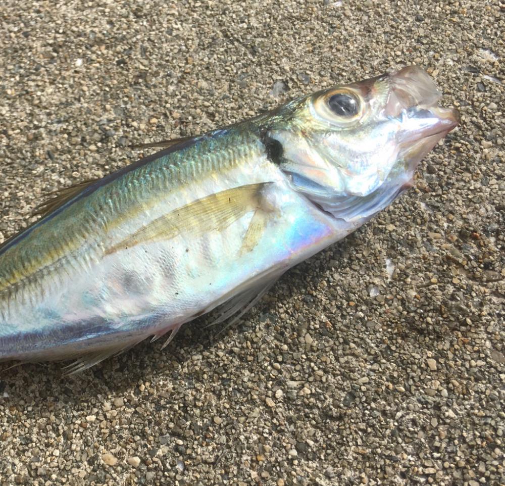 雰囲気だけはある