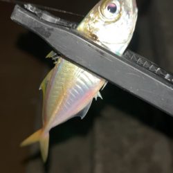 強風アジング(^◇^;)