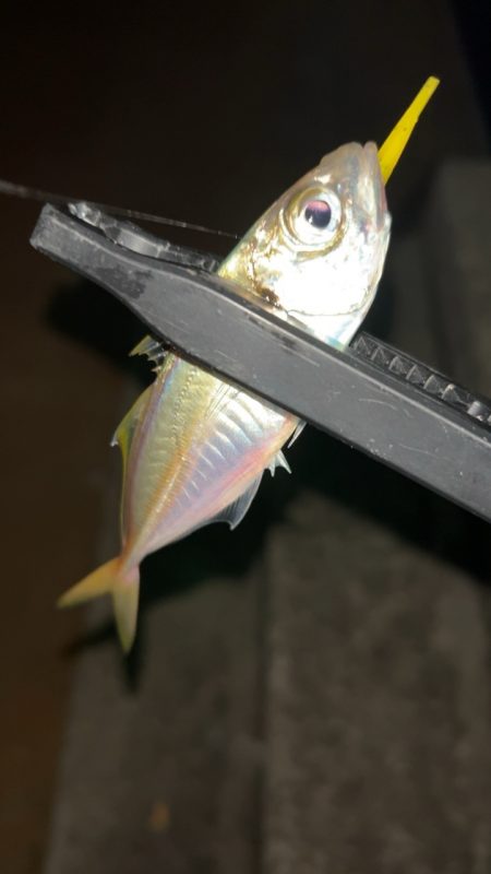 強風アジング(^◇^;)