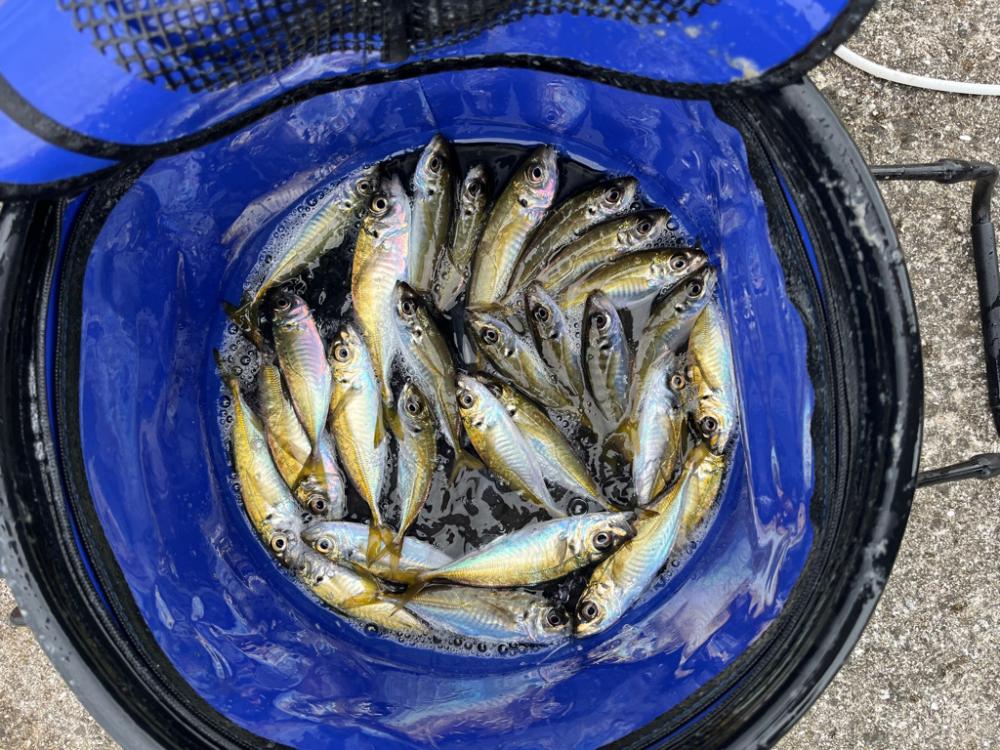 サビキ釣り