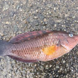 初めてのカゴ釣り