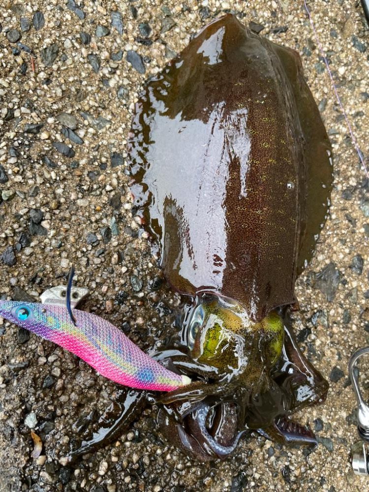 今秋最大きたよー！