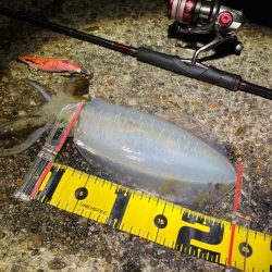 ナイトエギング　潮が動けばアオリ…