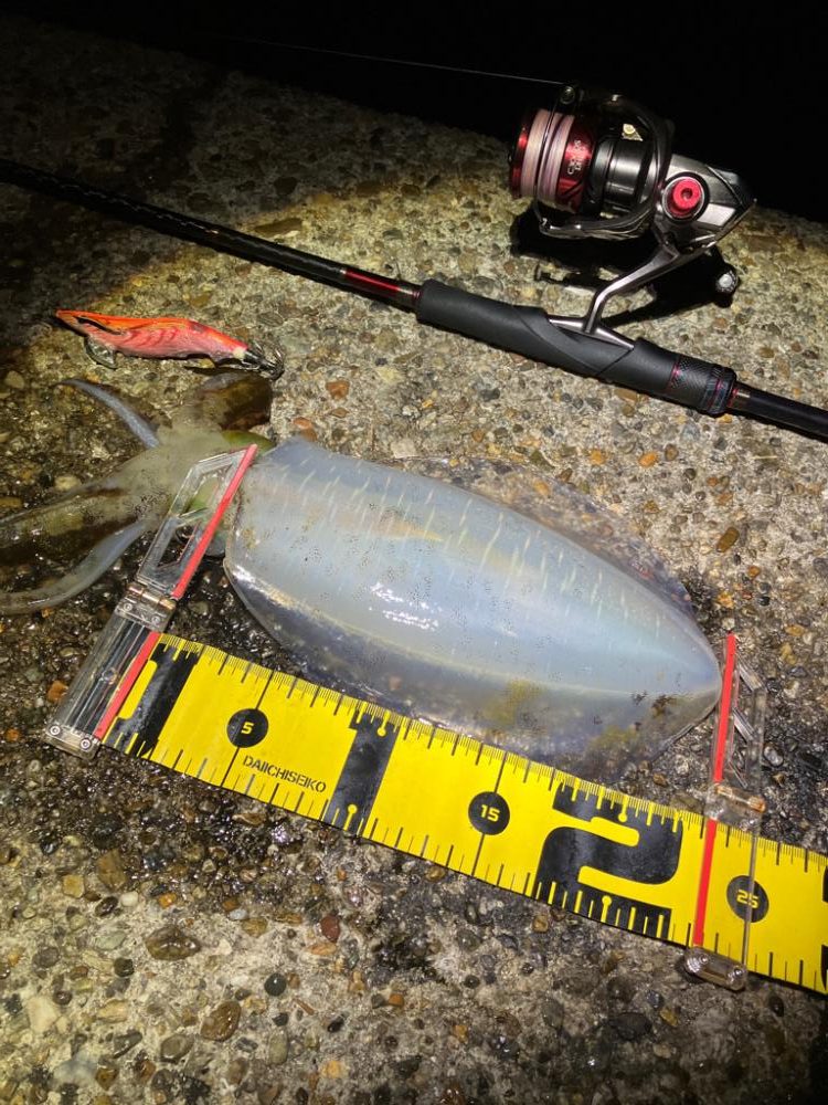 ナイトエギング 潮が動けばアオリ🦑釣れる(^.^)