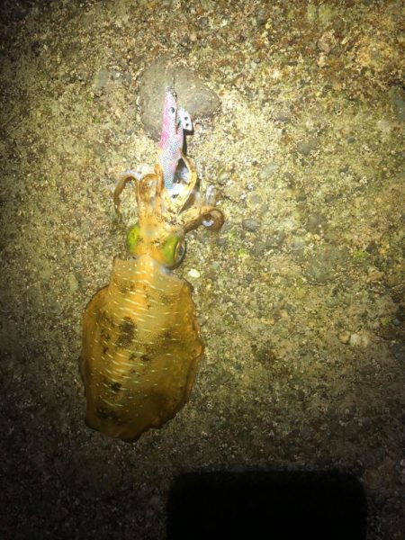 【白浜〜田辺エリア】ランガン2日目