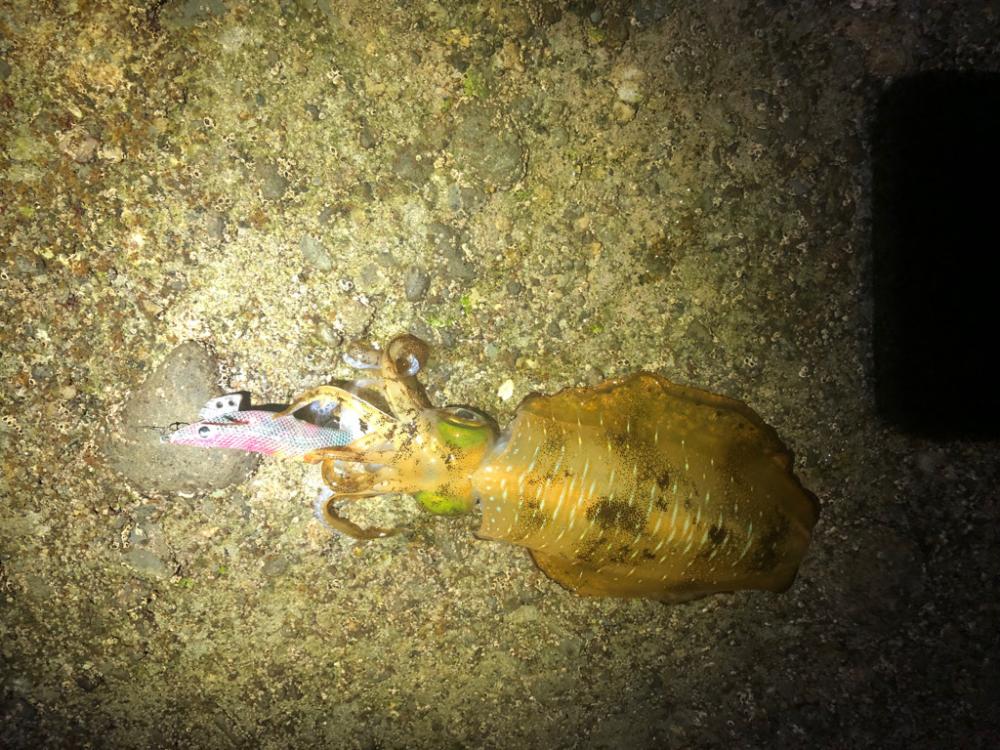 【白浜〜田辺エリア】ランガン2日目