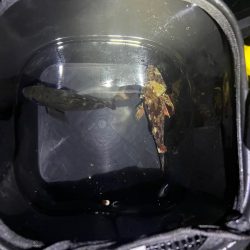 メバルを探しに