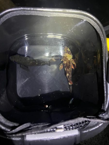 メバルを探しに