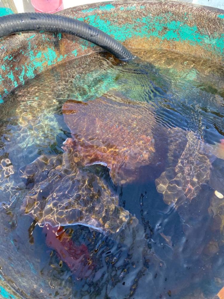 今シーズン初キロアップ