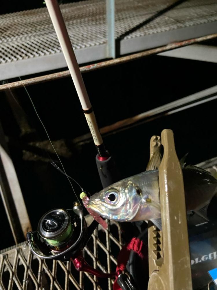 小島養魚場でアジング