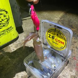 何時もの場所でヒイカ釣り(^.^)