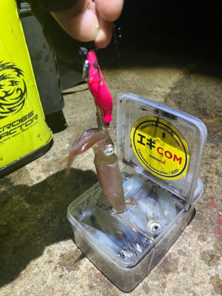 何時もの場所でヒイカ釣り(^.^)