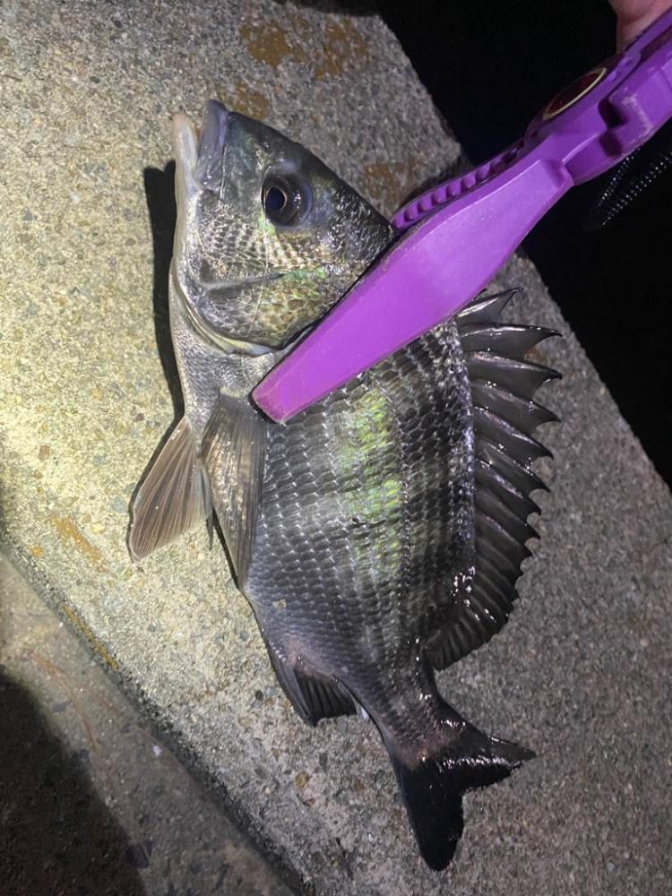 大阪湾奥アジング