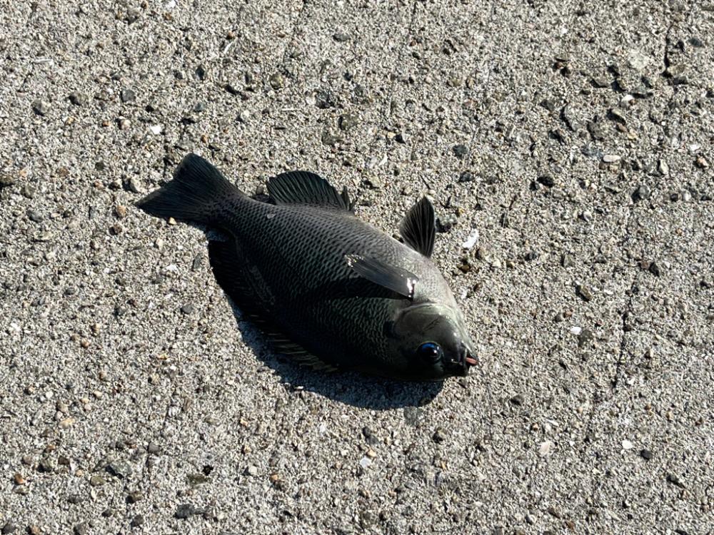 嫁さんと釣り|小物が大漁！