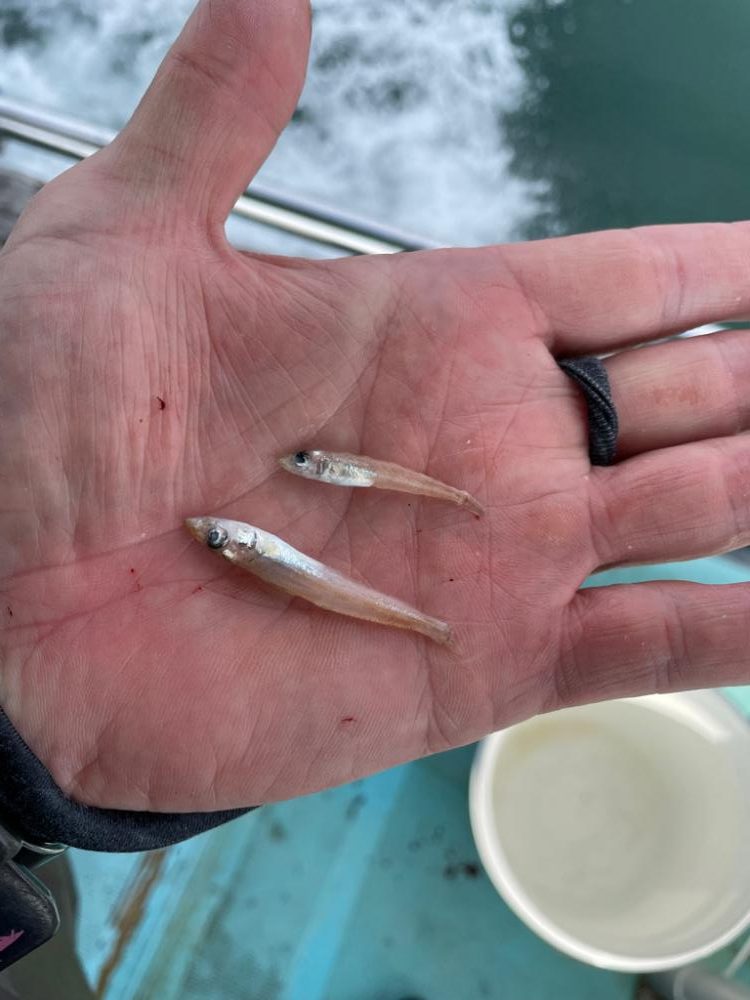 明石沖ジギング