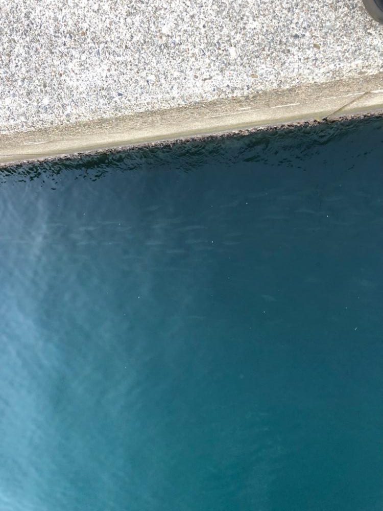 【志摩エリア】爆風エギング