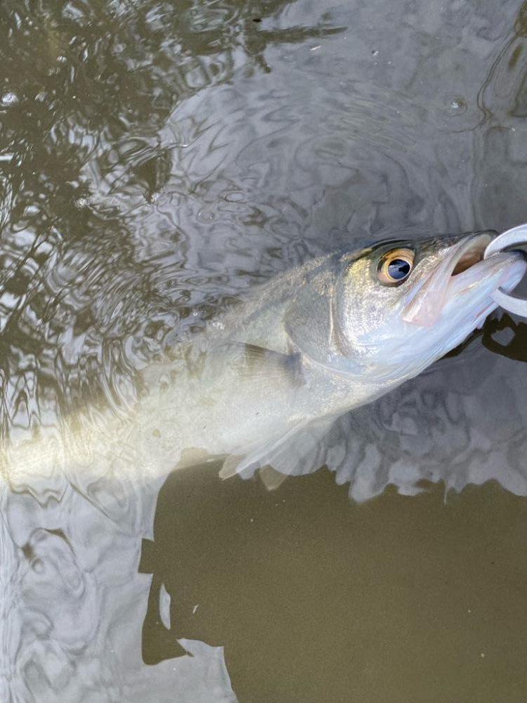 デイシーバス楽しい！