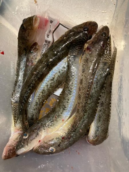 江井ヶ島釣行！