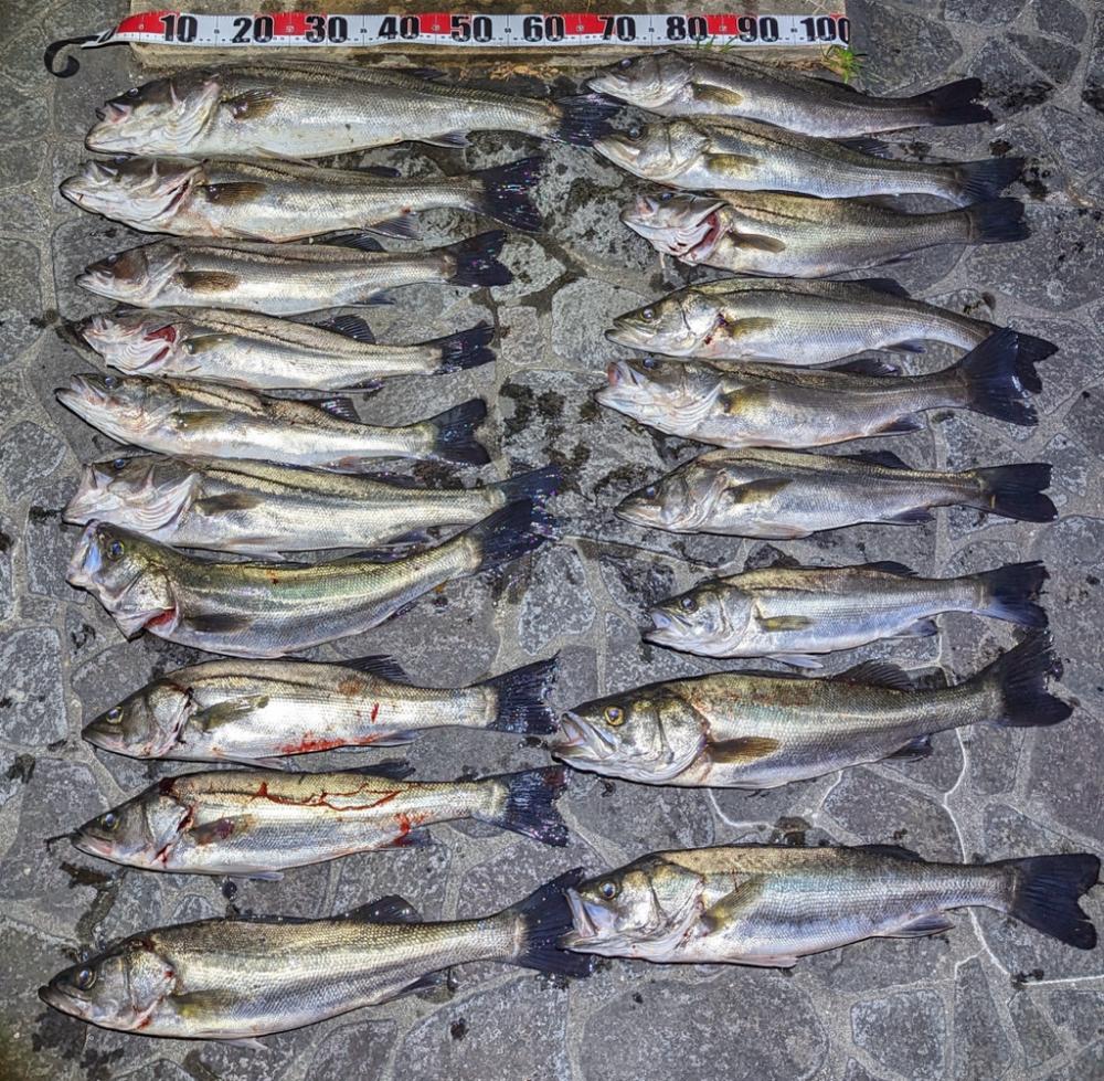 ボートシーバス