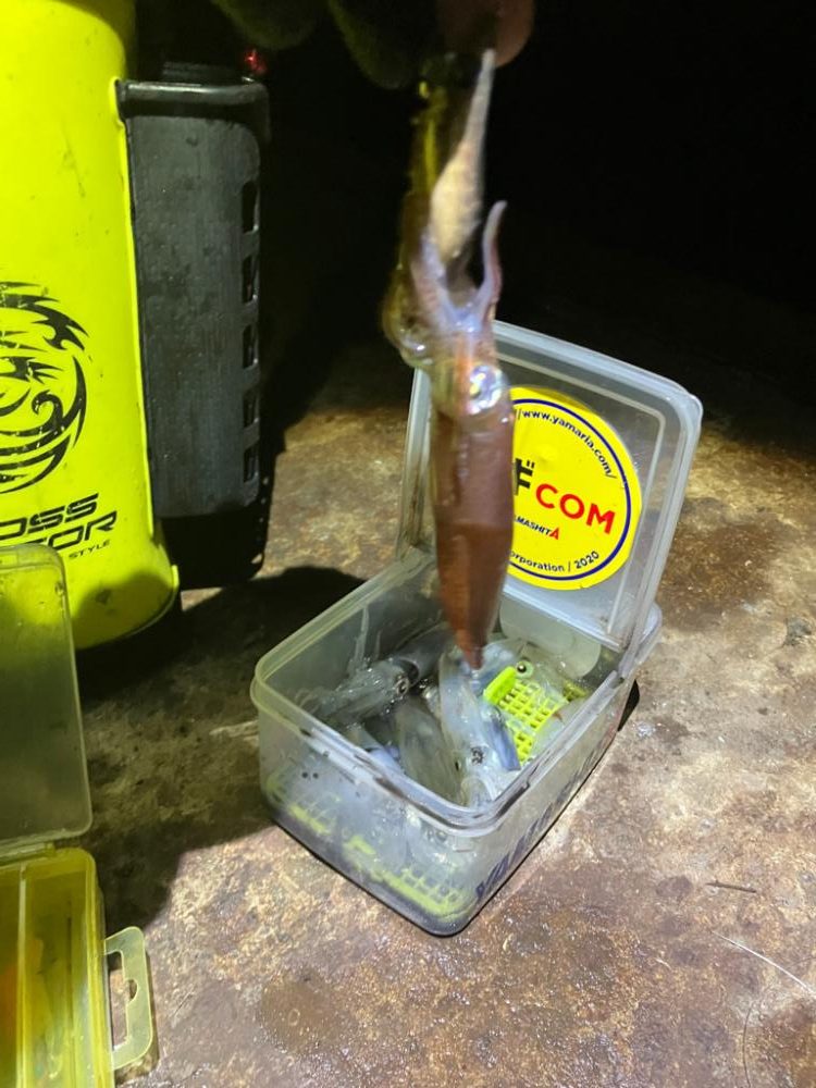 ヒイカ釣り🎣ミミイカも釣れた(^^)