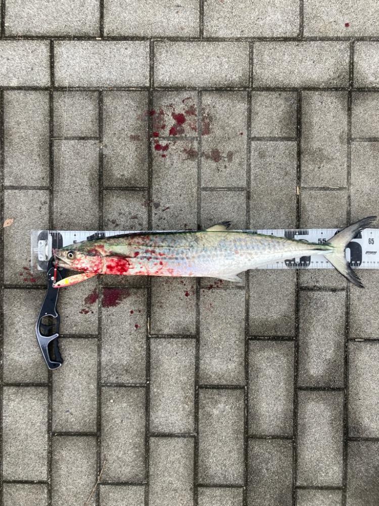 鰆87cm♪青牙ハットトリック🎶