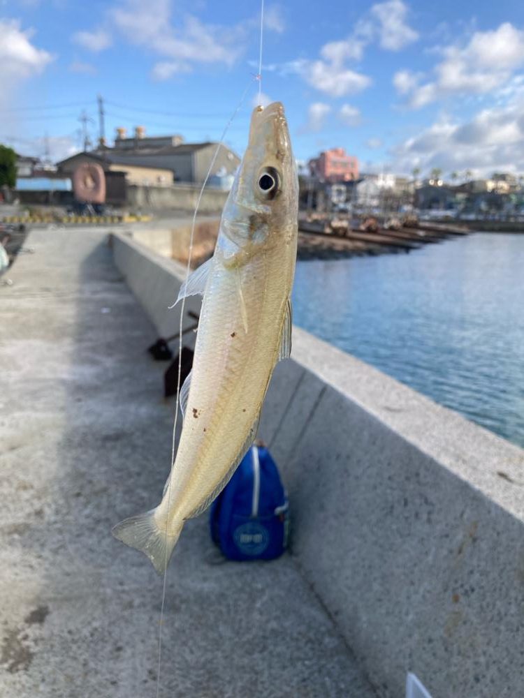 江井ヶ島釣行！