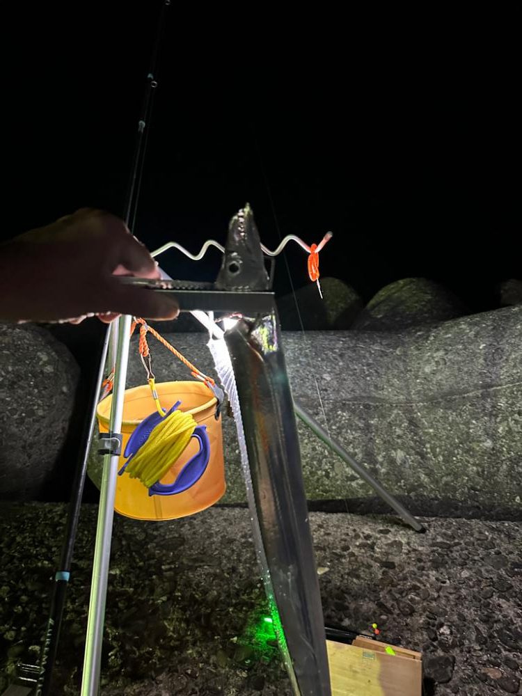 カレイ釣り、太刀魚釣り