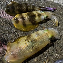 風がないだので船アオリに