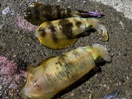 風がないだので船アオリに