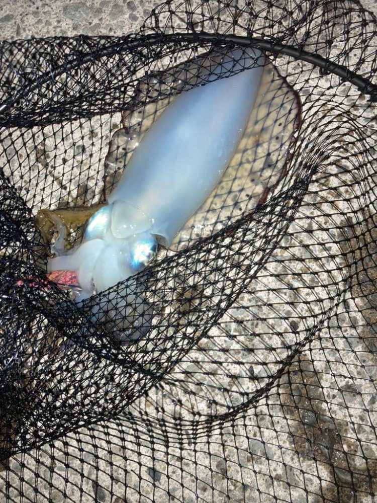 この秋一番のサイズ