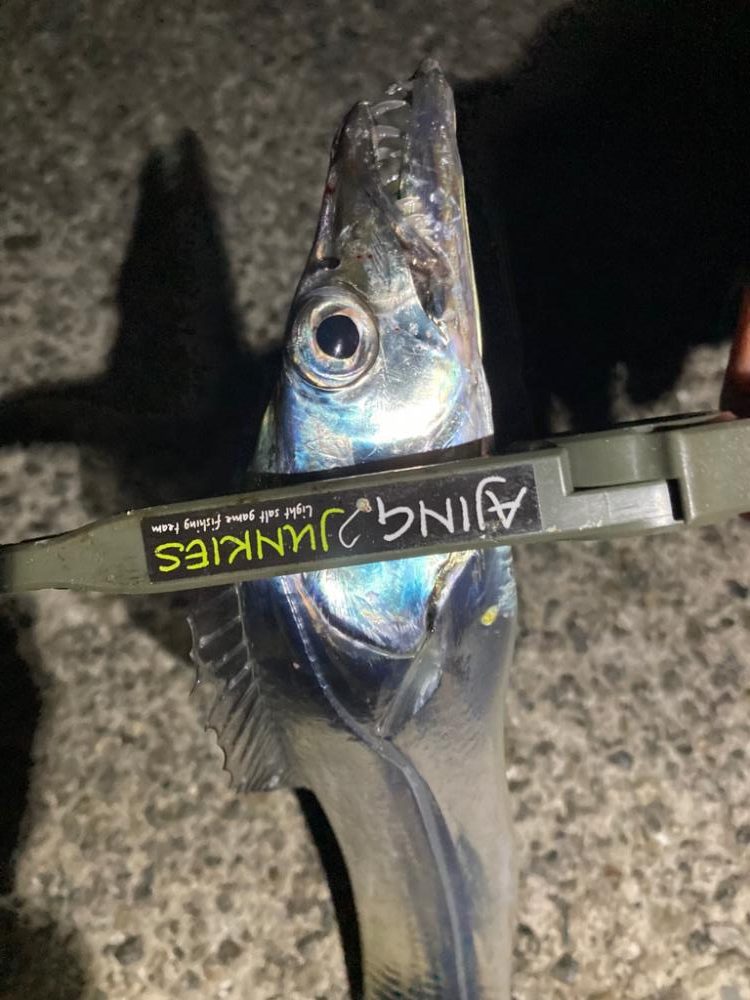 タチウオ探し〜(^O^)