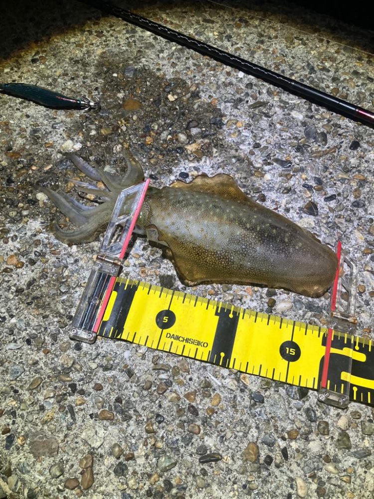 アオリイカ  潮が大事(^｡^)