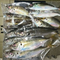 秋のアジを求めて1