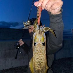 夕まずめエギング