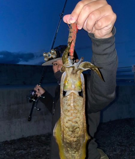 夕まずめエギング