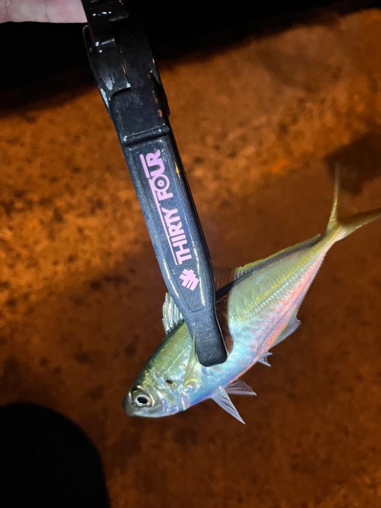 仕事前の30分アジング🐟