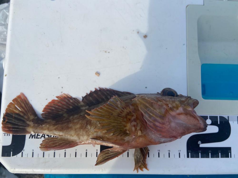 ちょい投げシロギスタのさらばディアルーナ