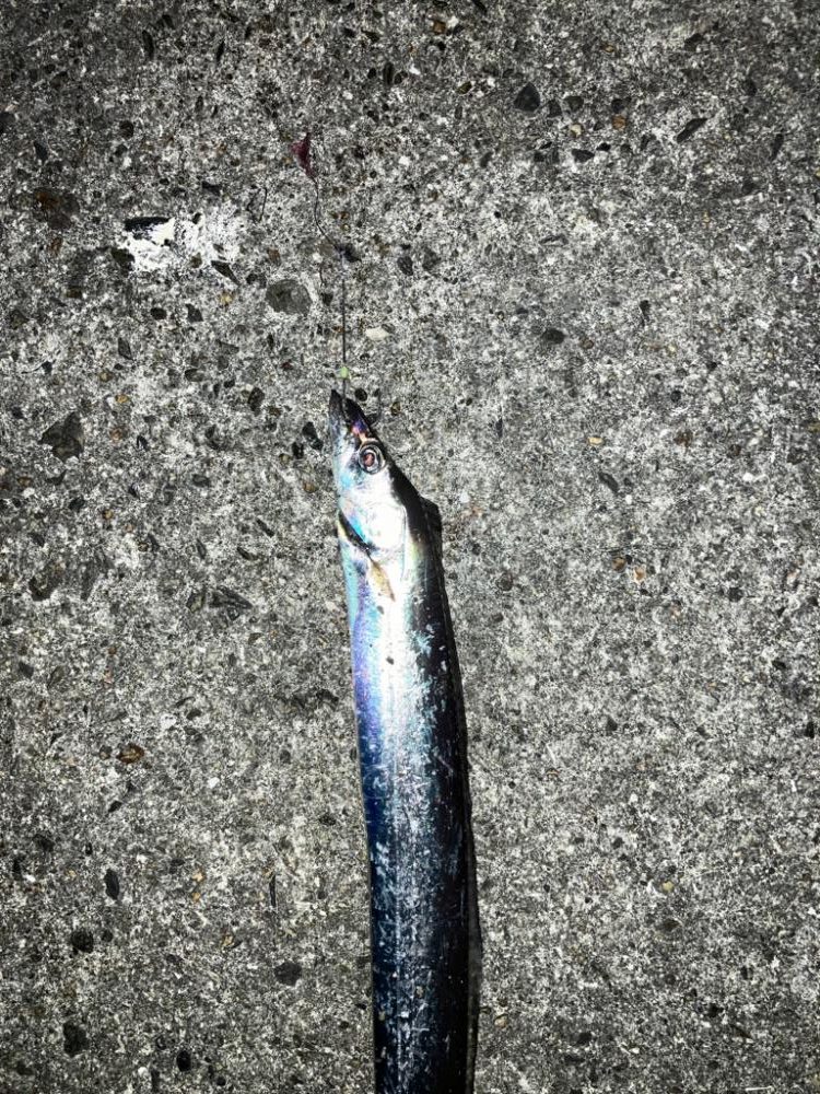 タチウオ少し、小アジたくさん