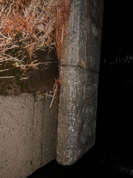 たまにはコイ釣り