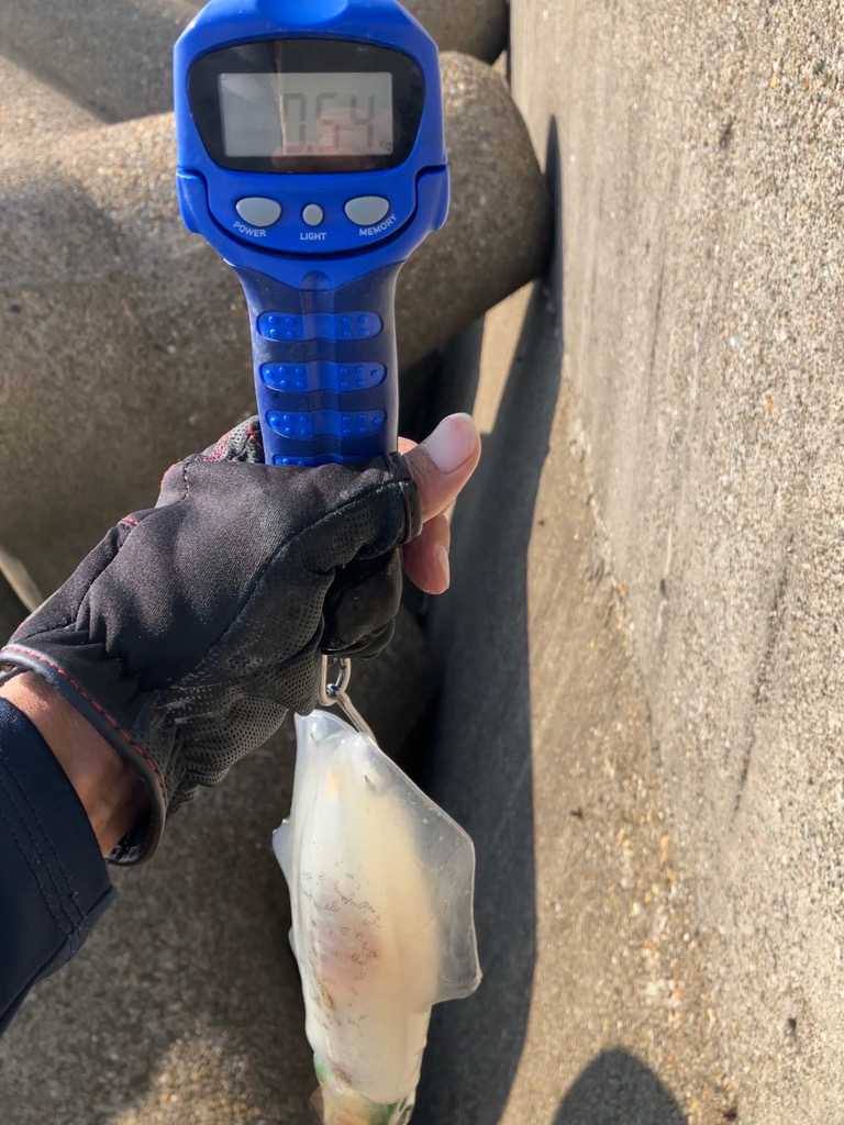 デイエギングでもそこそこの型GET＼(^o^)／